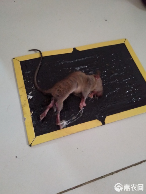 捕鼠能手 強力粘鼠板，家庭滅鼠的隱形衛(wèi)士